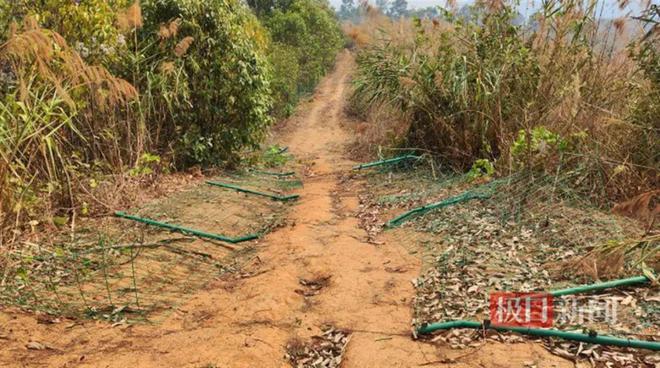 云南普洱一果园屡遭野象群破坏“十多头一来一整天”林草局回应 来听新闻