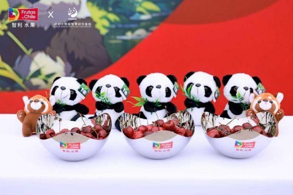 Frutas de Chile智利水|利来官方网果捐助“丰容计划”践行大熊猫保护公益